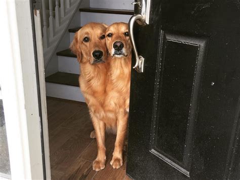 Real Two Headed Dogs