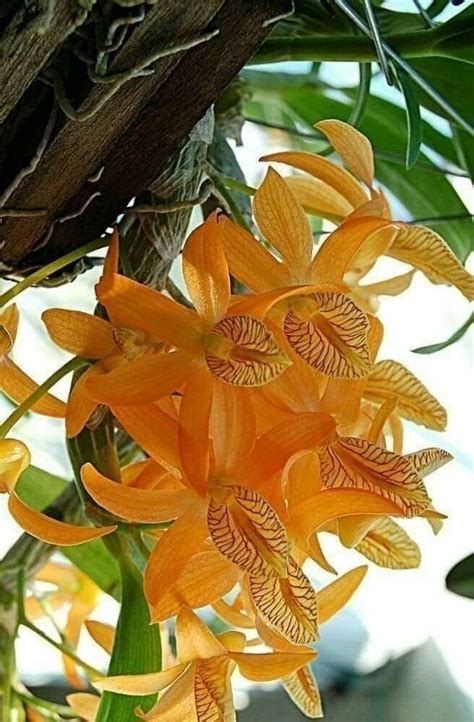 Dictall.com & pngtree.com yes, chinese new year 2021, the year of the ox, starts on february 12th, and involves all sorts of fascinating traditions: Pin on Best of flowers and flowerthings