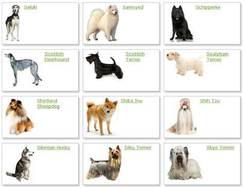 Dog Breeds Chart With Names