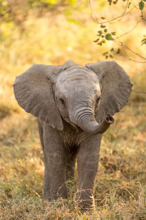 Best 25 Baby Elephants Ideas On Pinterest Baby Elephant Elephants