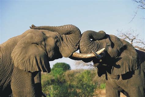 African Elephants Facts Driverlayer Search Engine