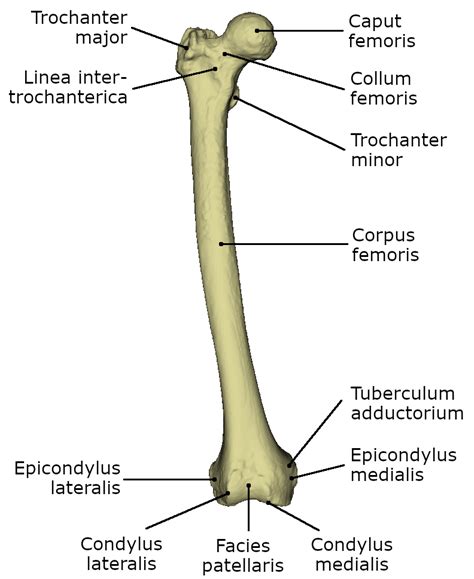 Oberschenkelknochen Dornheim Anatomy