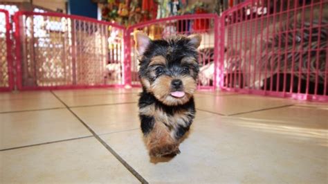 Adorable Teacup Yorkie Terrier Puppies For Sale In Atlanta Ga At