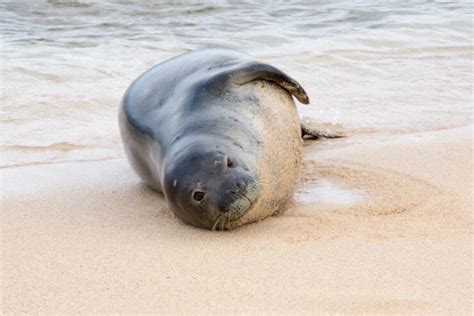 Caribbean Monk Seals Officially Declared Extinct American Oceans