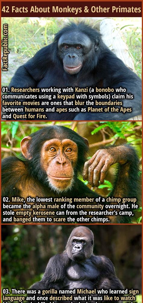 42 Powerful Facts About Monkeys And Other Primates Fact Republic Weird