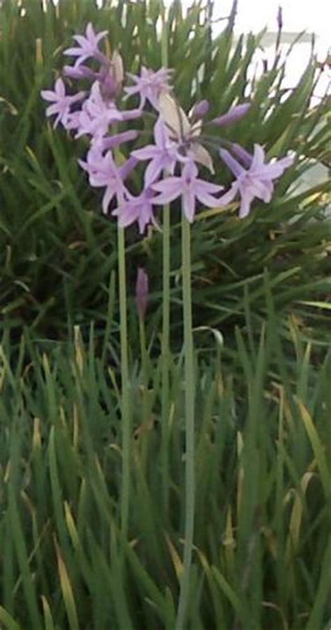 They are one of the longest blooming flowers, lasting up to 8 weeks with proper care. **Purple flower; tall stem, low leaves, many flwrs on stem
