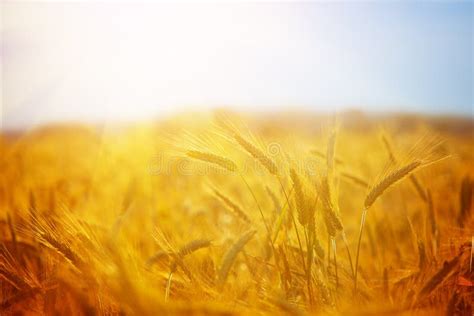 Golden Wheat Field On The Sunset In Summer Day Beautiful Rural Stock