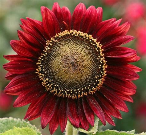 17 Best Images About Unusual Sunflowers On Pinterest Pink Sunflowers