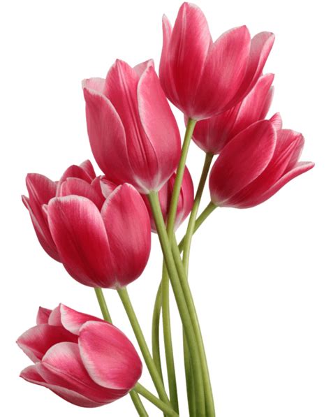 Tulip Bouquet Transparent Png Stickpng