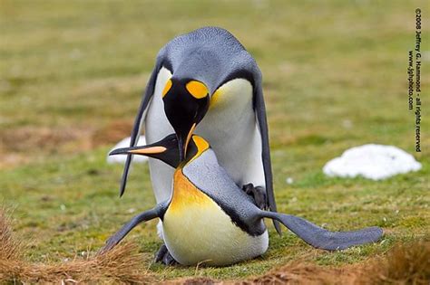 King Penguins Mating King Penguin Pair Mating At Volunteer Flickr