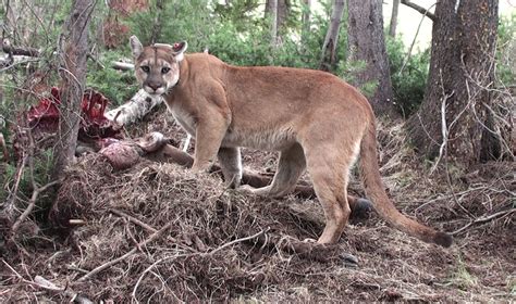 An opossum mother carried her five babies while walking over a wall. Wild Cats: The Mountain Lion - kimcampion.com