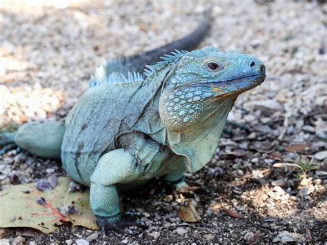 Its Raining Iguanas In Florida As Reptiles Fall From Trees Guernsey