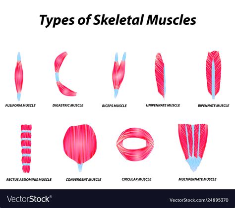Anatomical Structure Skeletal Muscles Royalty Free Vector