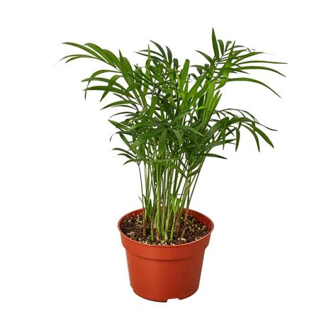 Parlor Palm Chamaedorea Elegans Plant In 4 In Grower Pot 4palm