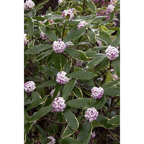 Monrovia White Variegated Winter Daphne Flowering Shrub In Pot With