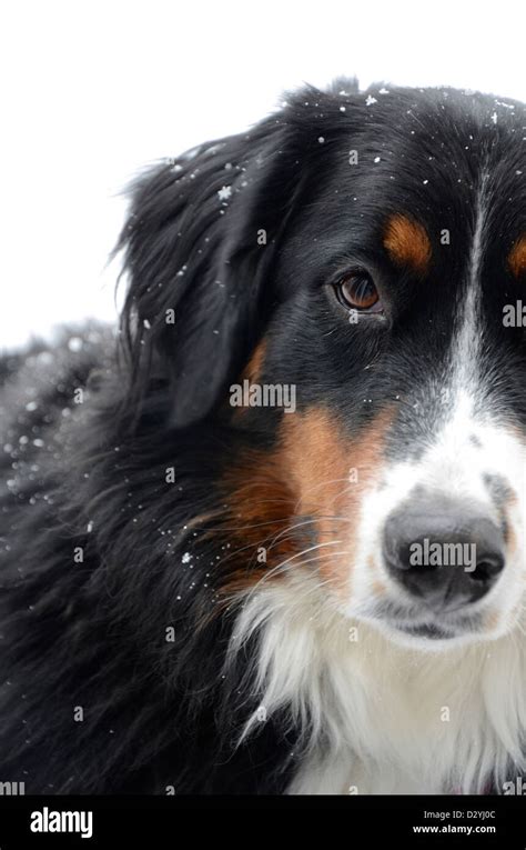 Bernese Mountain Dog Playing In The Snow Stock Photo Alamy