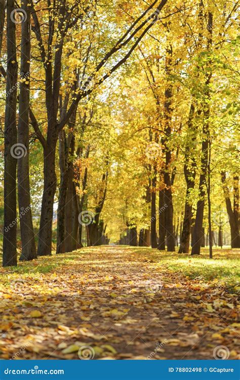 Autumn Town Alley With Golden Fall Trees And Fallen Leaves Stock Photo