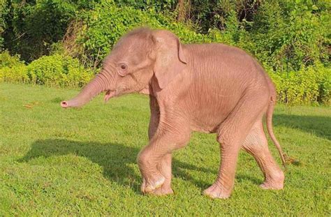 Photos Show Rare White Newborn Baby Elephant With Pearly Eyes