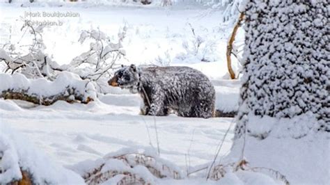 Photographer Captures Black Bear In Yosemite National Park Snow Abc30