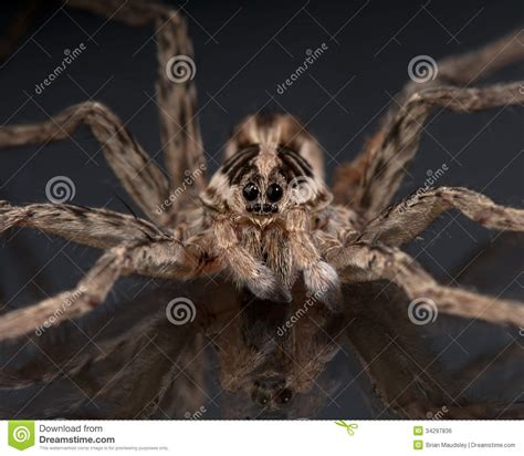 Face Of A Wolf Spider Stock Photo Image Of Lycosidae 34297836