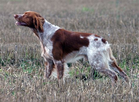 Epagneul breton is one of the best hunting dog breeds par excellence. Epagneul Breton - Wikipedia
