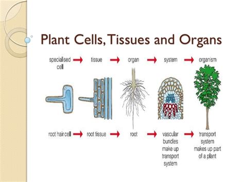 Maybe you would like to learn more about one of these? 05 plant cells, tissues and organs