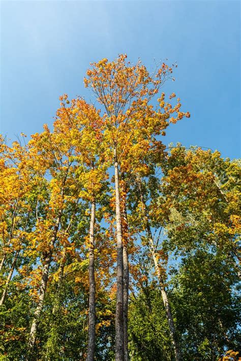 Yellowing Crown Of Trees Against A Blue Clear Sky Early Autumn Forest