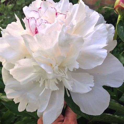 Large White Peony Peony Flower Flowers White Peonies Make A Person