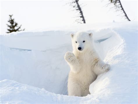 Watch A Little Polar Bear Cub Experience Snow For The First Time