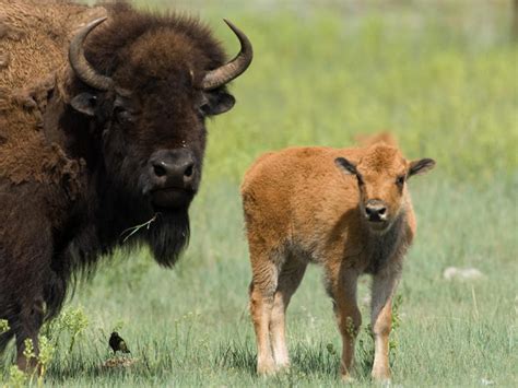 Buffalo Treaty Native Tribes Sign Bison Revival Plan In Us And Canada