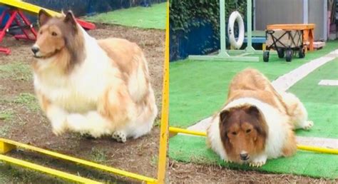 Japanese Man Who Spent Rs 12 Lakh To Become A Dog Fails Agility Test