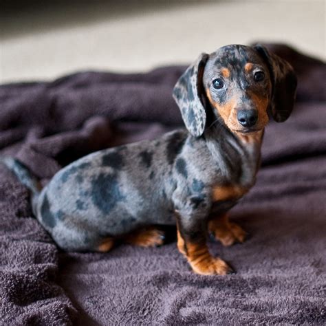 23 Silver Dapple Miniature Dachshund Puppies For Sale In Indiana