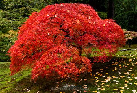 Japanese Fire Maple Flickr Photo Sharing