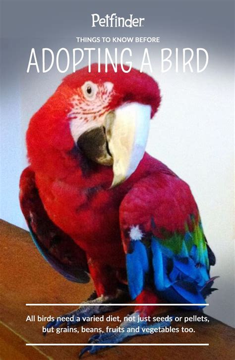 10 Things You Need To Know Before Adopting A Bird Petfinder Bird