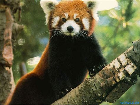 Phyla The Red Panda