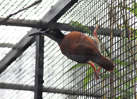 Twelve Wired Bird Of Paradise Seleucidis Melanoleucus Zoochat