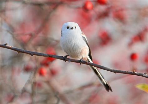 These Adorable Birds Found In Japan Look Like Fluffy Pieces Of Cotton