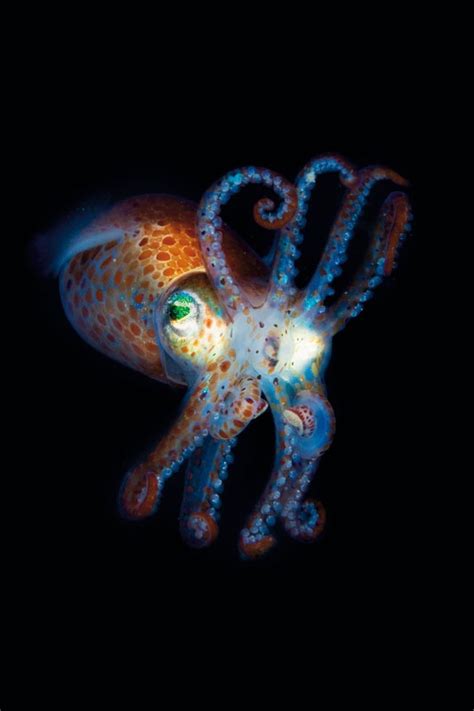 160 Best Octopus Squid Cuttlefish Images On Pinterest Water Animals