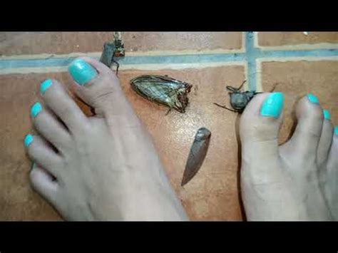 Giantess Barefoot Crushing Bug And Ants Asmr Giantess Youtube