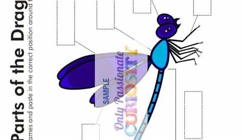 dragonfly life cycle ks2
