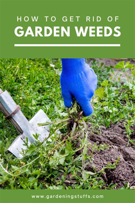 Garden Weeds How To Get Rid Of Them