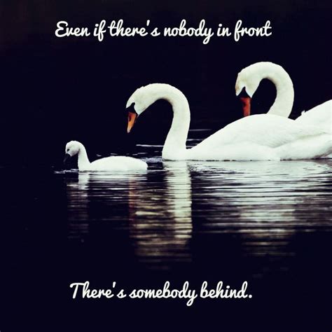 A Quote I Made Up Swan Swan Pictures Pet Birds