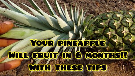 How To Grow Pineapple At Home And Get It To Fruit Super Fast In Less