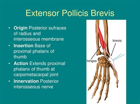 Extensor Pollicis Brevis Origin Insertion Nerve Supply And Action