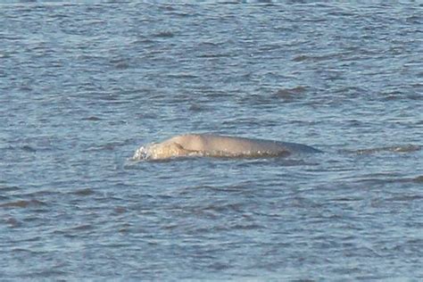 Live Updates As Benny Beluga Whale Spotted Back In The River Thames Near Tilbury Essex Live