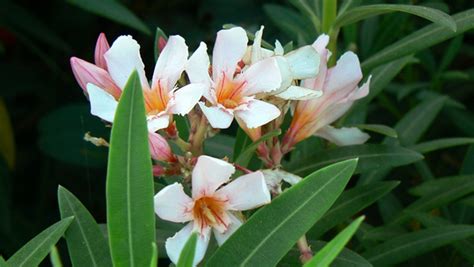 Oleander Petite Pink Sierra Vista Growers
