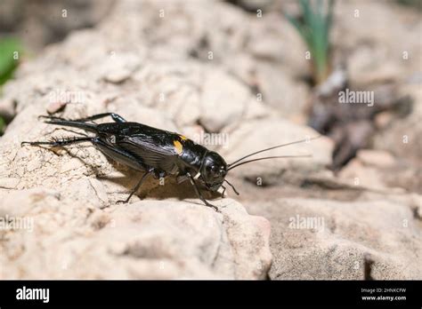 Two Spotted Cricket Gryllus Bimaculatus Female Stock Photo Alamy