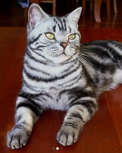 9 things to know before buying an american shorthair cat #americanshorthair subscribe for latest updates BLAZER American Shorthair Cat Breeder, Brisbane Queensland