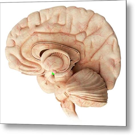 Diagram And Wiring Diagram Of The Brain Amygdala