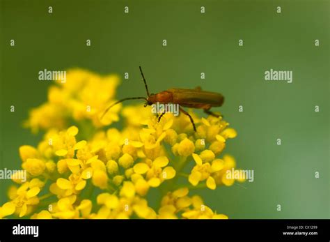 Common Red Soldier Beetle Rhagonycha Fulva On Yellow Blooms Stock